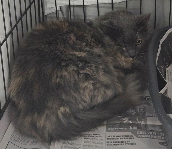 26-01-0064d Blossom, Adoptable, Adult Female Domestic Long Hair.