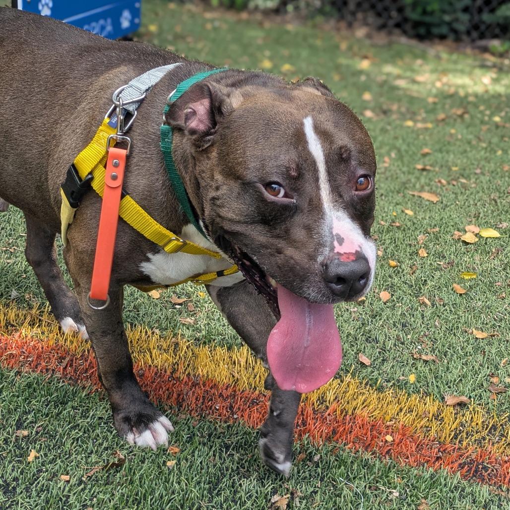 Bully, Adoptable, Adult Male Pit Bull Terrier.