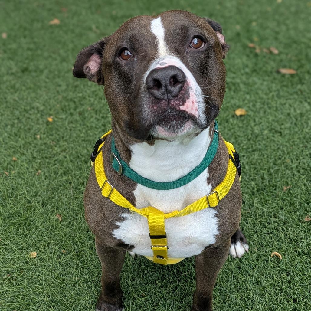 Enlarge Bully, a Adoptable Pit Bull Terrier in Baltimore, MD image 2/3