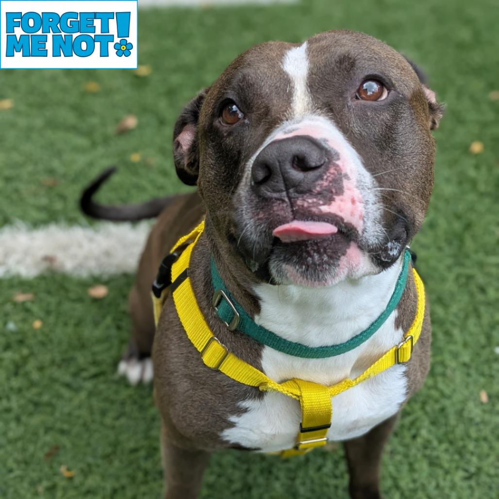 Enlarge Bully, a Adoptable Pit Bull Terrier in Baltimore, MD image 3/3