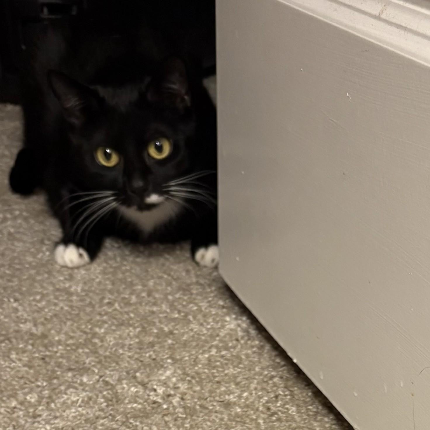 Enlarge Chloe, a Adoptable Domestic Short Hair in SNOW HILL, NC image 2/2