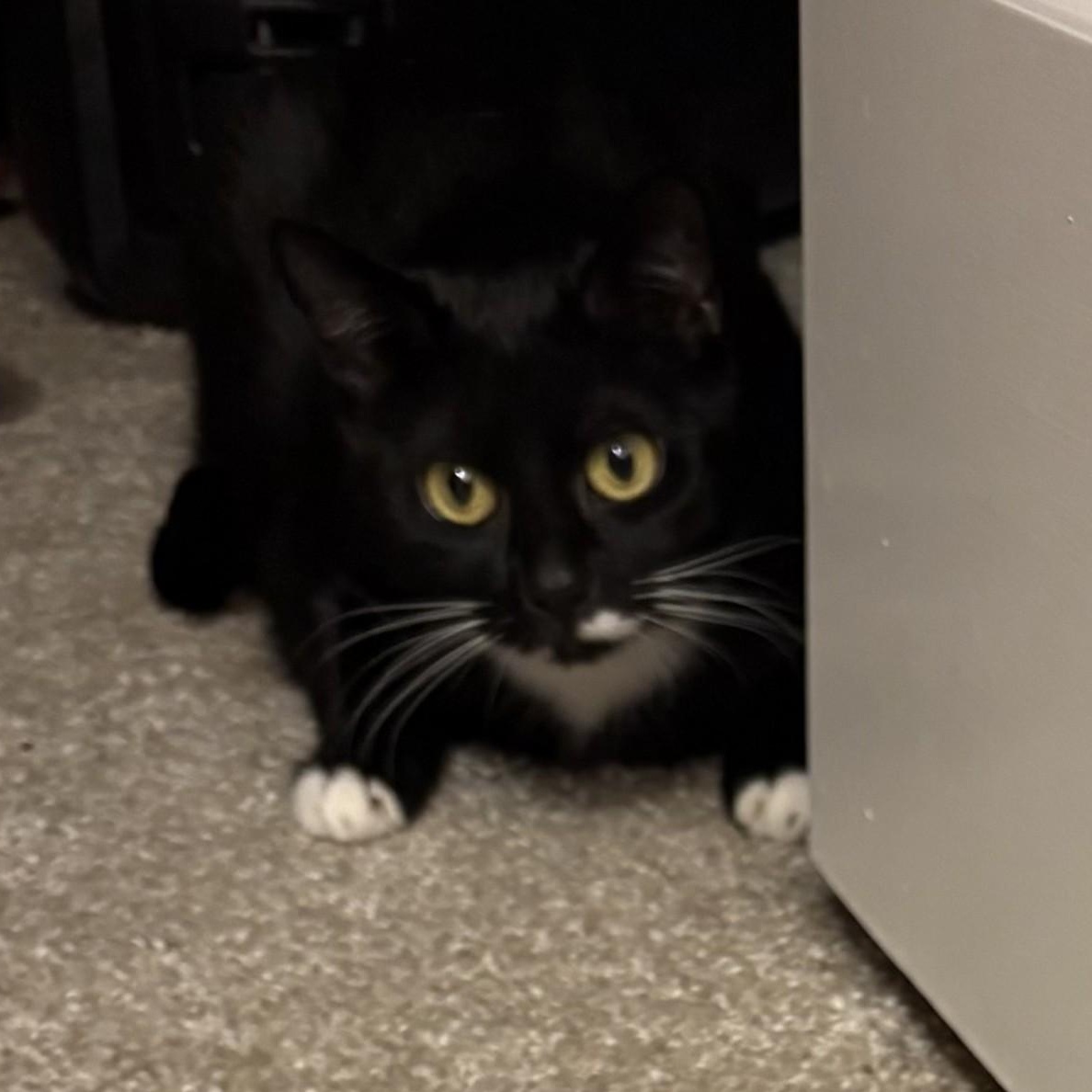 Enlarge Chloe, a Adoptable Domestic Short Hair in SNOW HILL, NC image 1/2