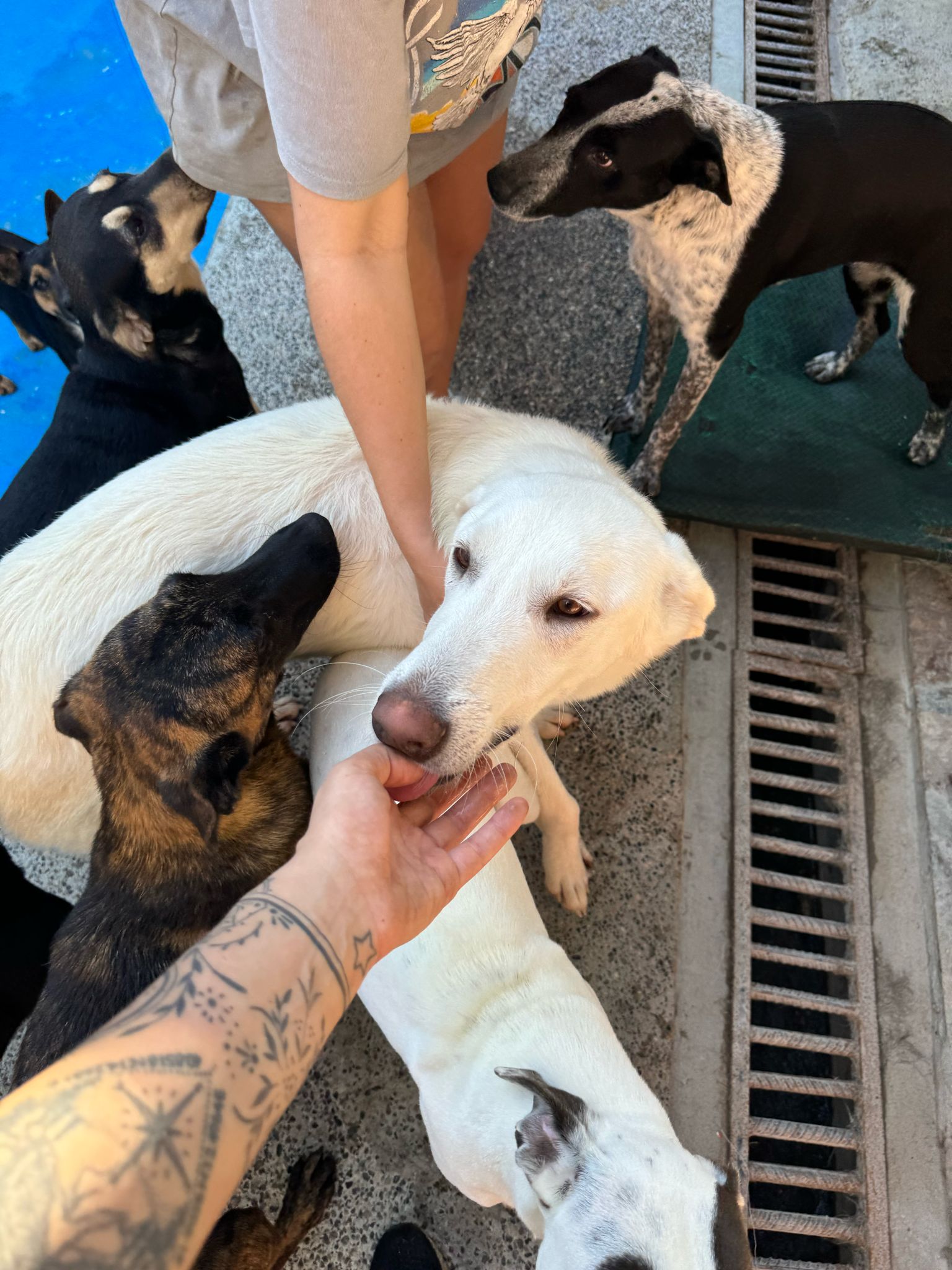 Enlarge Duke, a Adoptable mixed breed in Vancouver, BC image 3/6