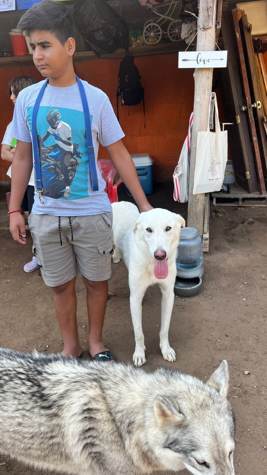 Enlarge Duke, a Adoptable mixed breed in Vancouver, BC image 5/6