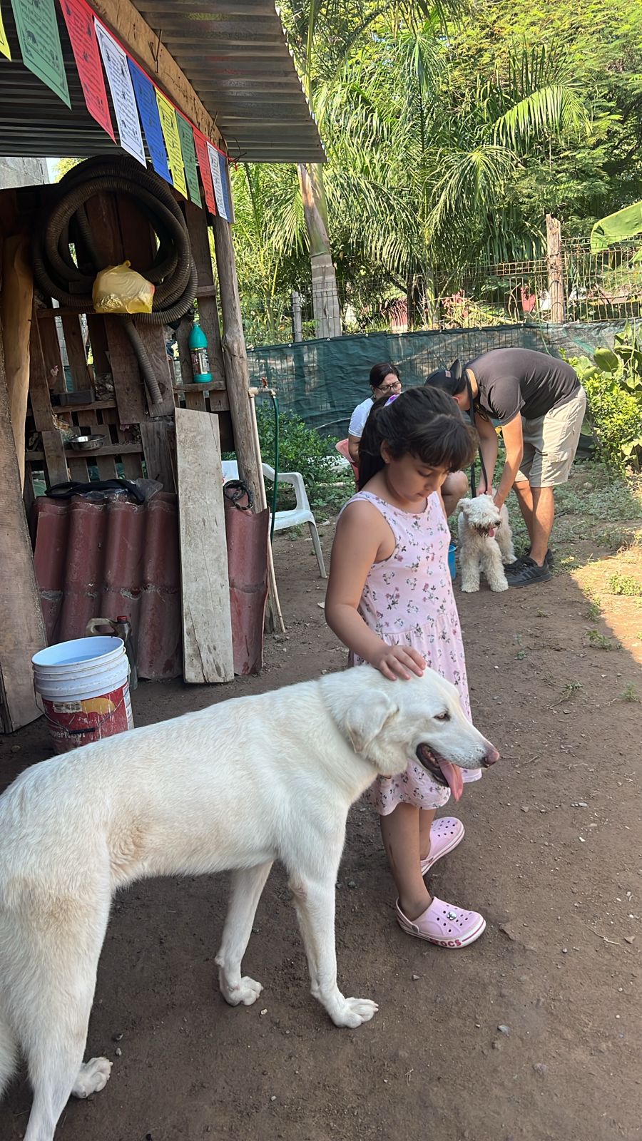 Enlarge Duke, a Adoptable mixed breed in Vancouver, BC image 6/6