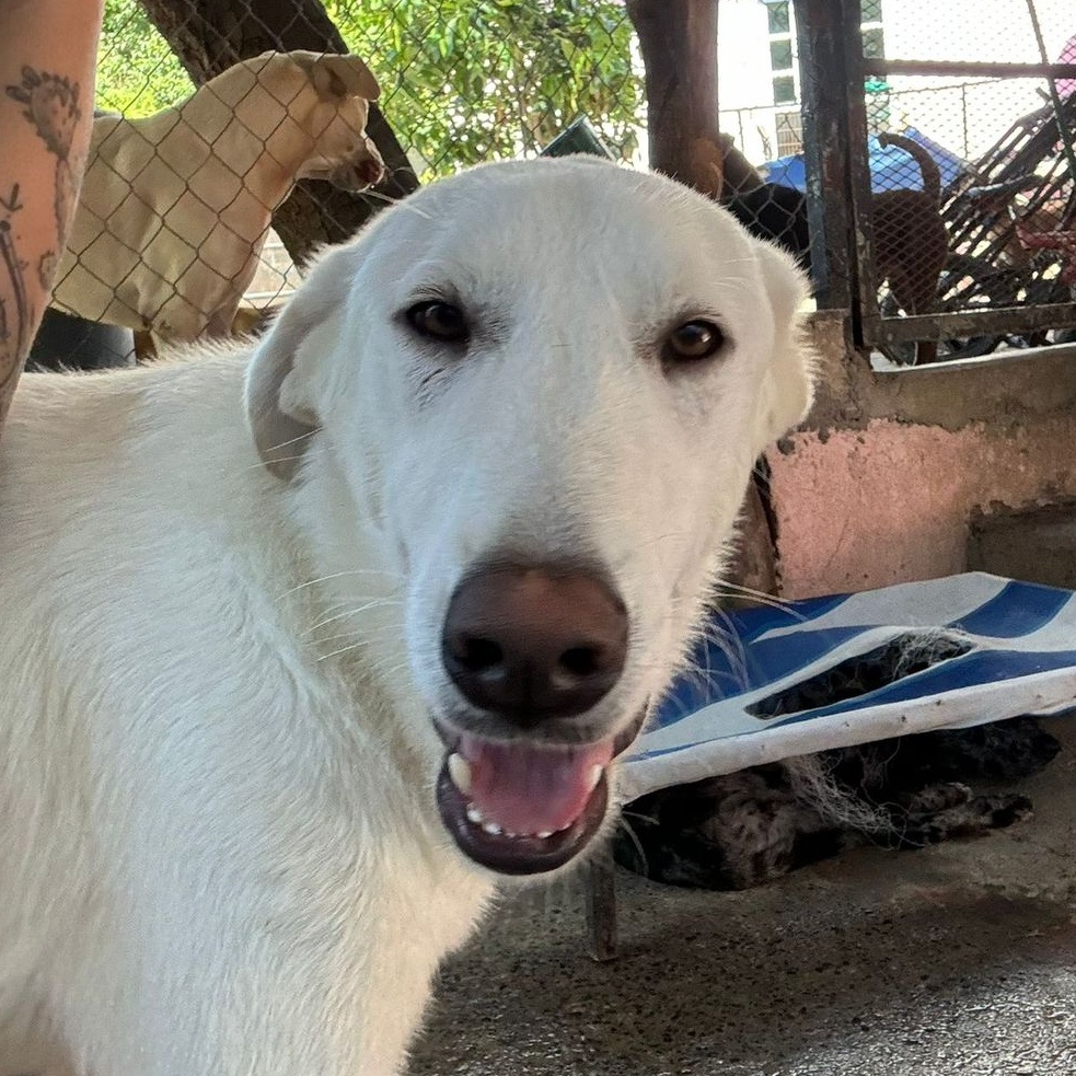 Enlarge Duke, a Adoptable mixed breed in Vancouver, BC image 1/6