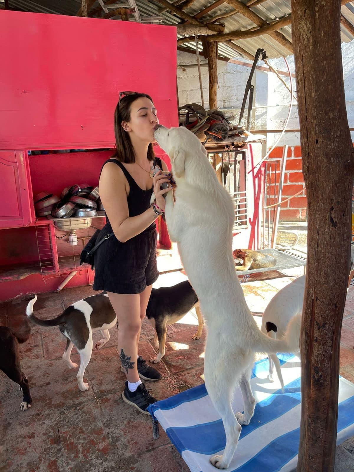 Enlarge Duke, a Adoptable mixed breed in Vancouver, BC image 2/6