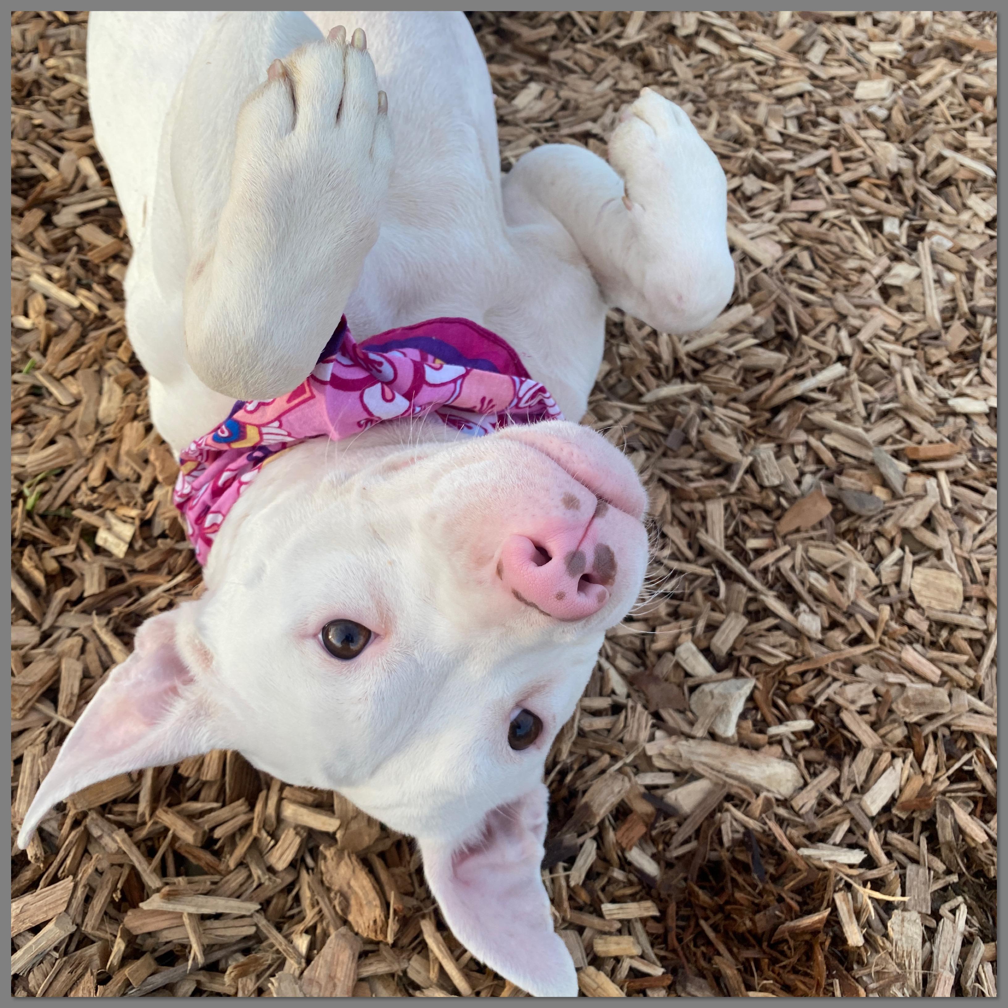 Princess, Adoptable, Young Female Mixed Breed & Pit Bull Terrier.