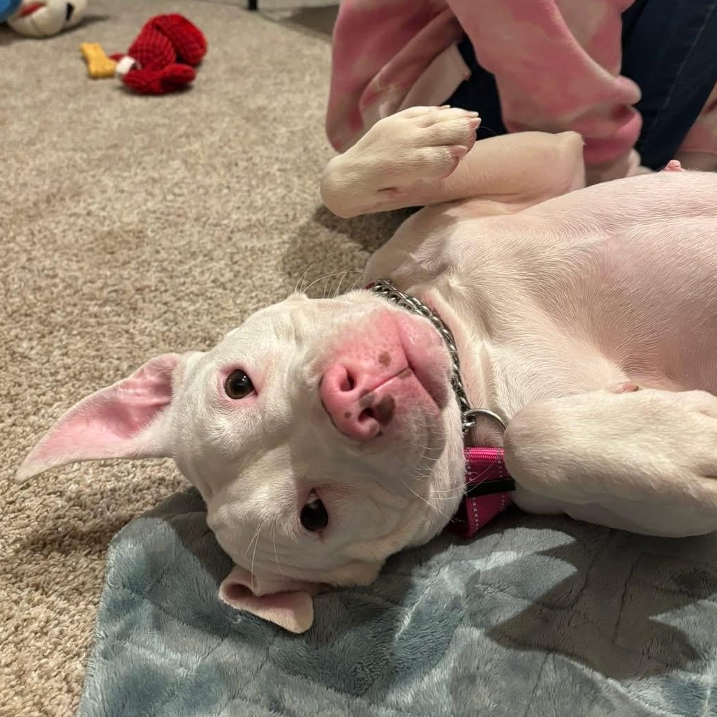 Enlarge Princess, an adopted mixed breed in Elyria, OH image 1/6