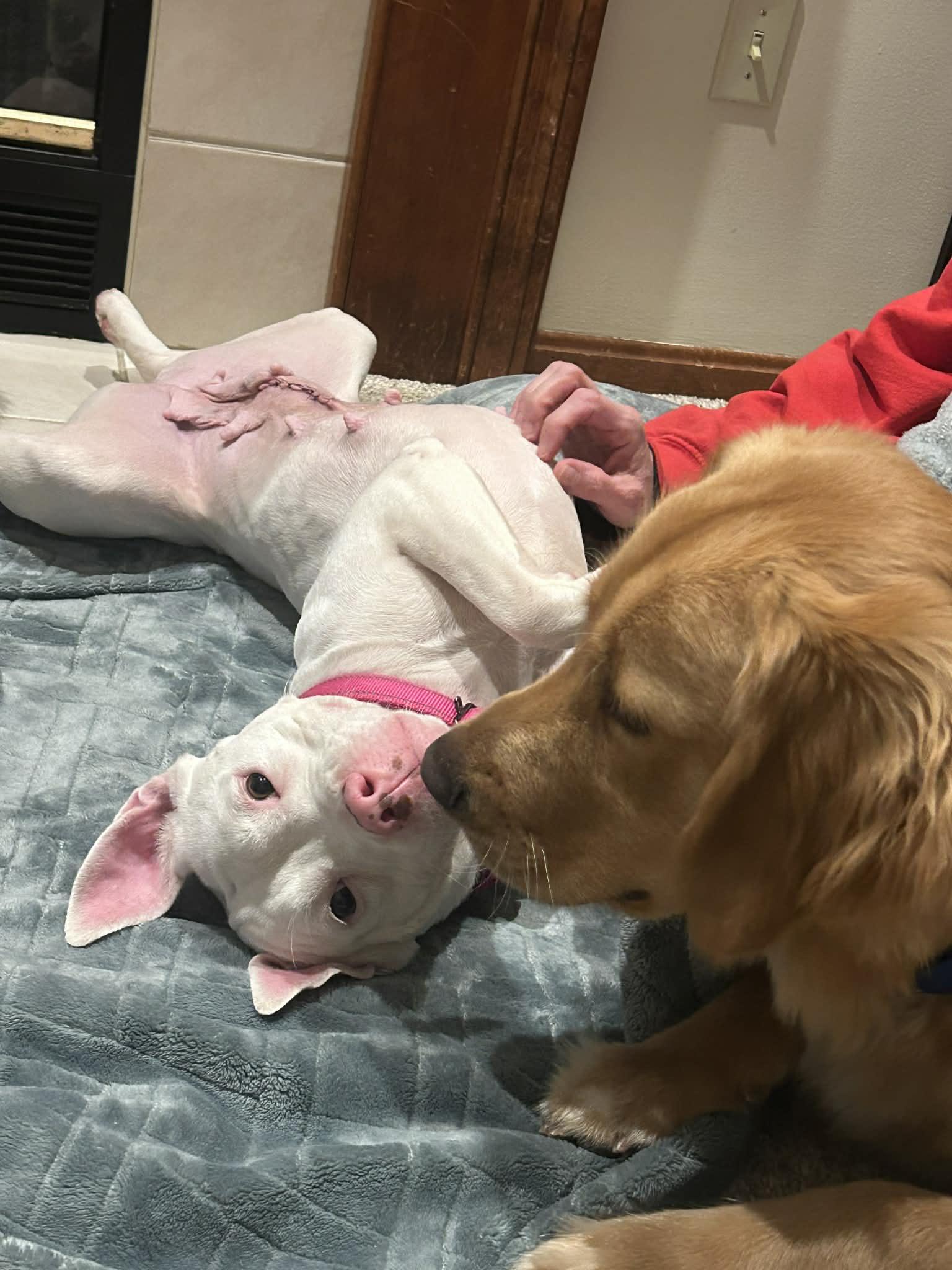 Enlarge Princess, an adopted mixed breed in Elyria, OH image 2/6