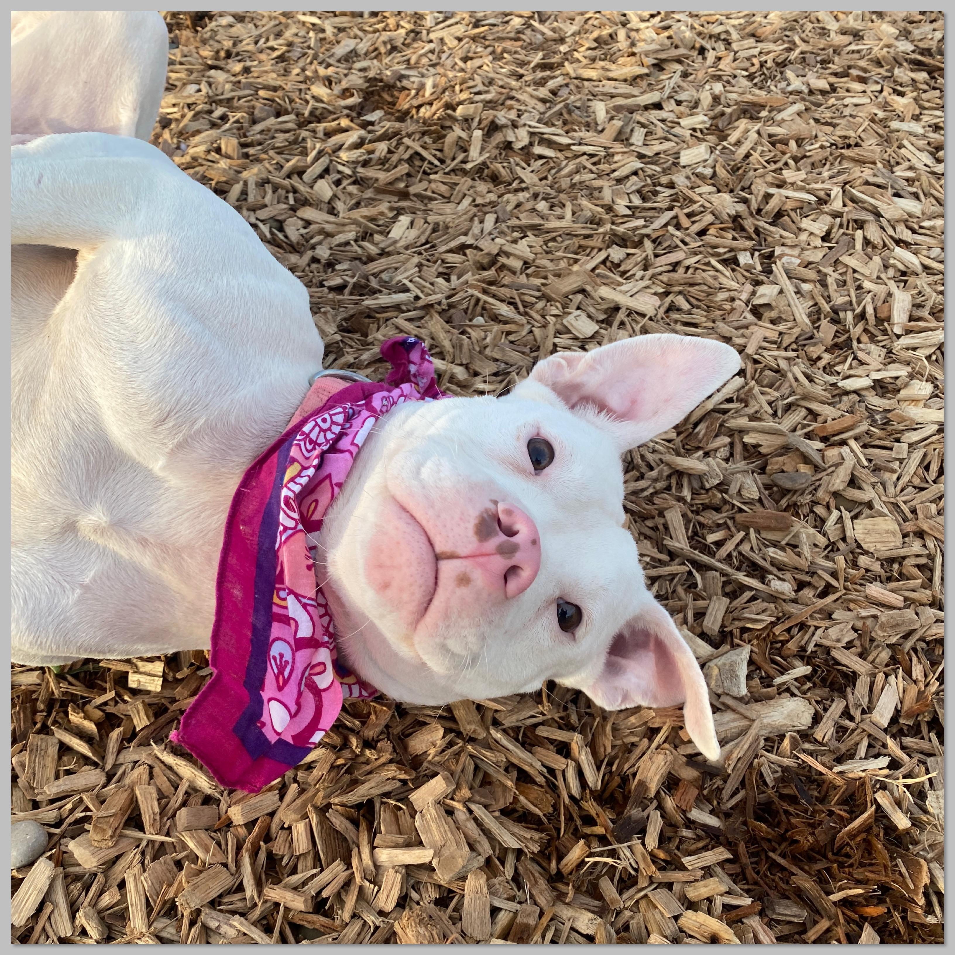 Enlarge Princess, a Adoptable mixed breed in Elyria, OH image 5/5