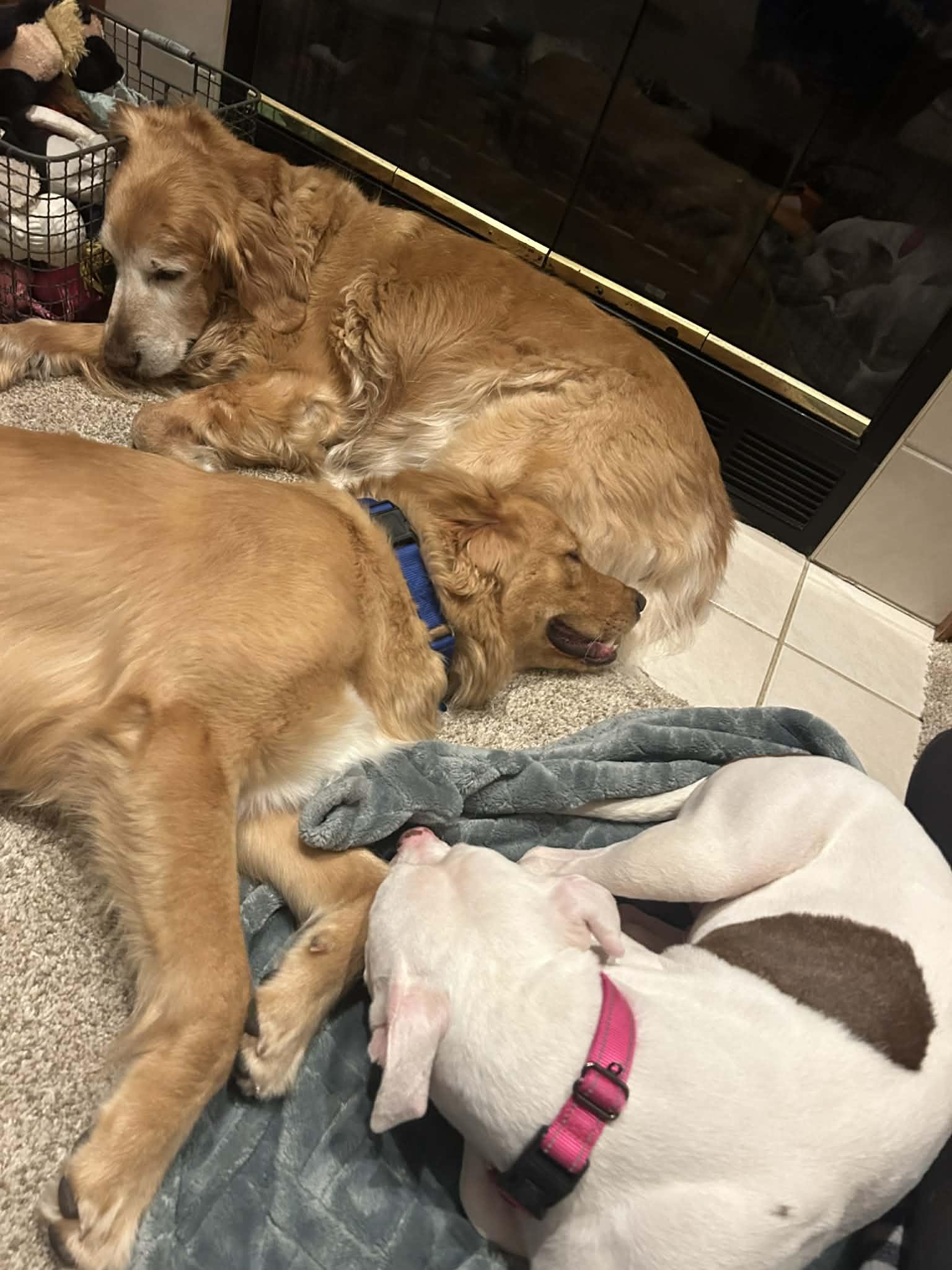 Enlarge Princess, an adopted mixed breed in Elyria, OH image 5/6