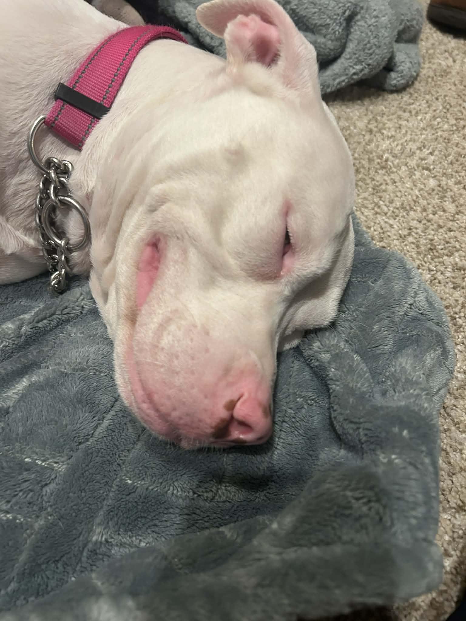 Enlarge Princess, an adopted mixed breed in Elyria, OH image 4/6