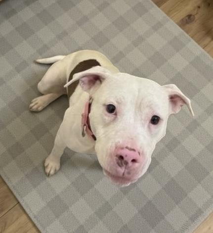 Enlarge Princess, a Adoptable mixed breed in Elyria, OH image 2/5