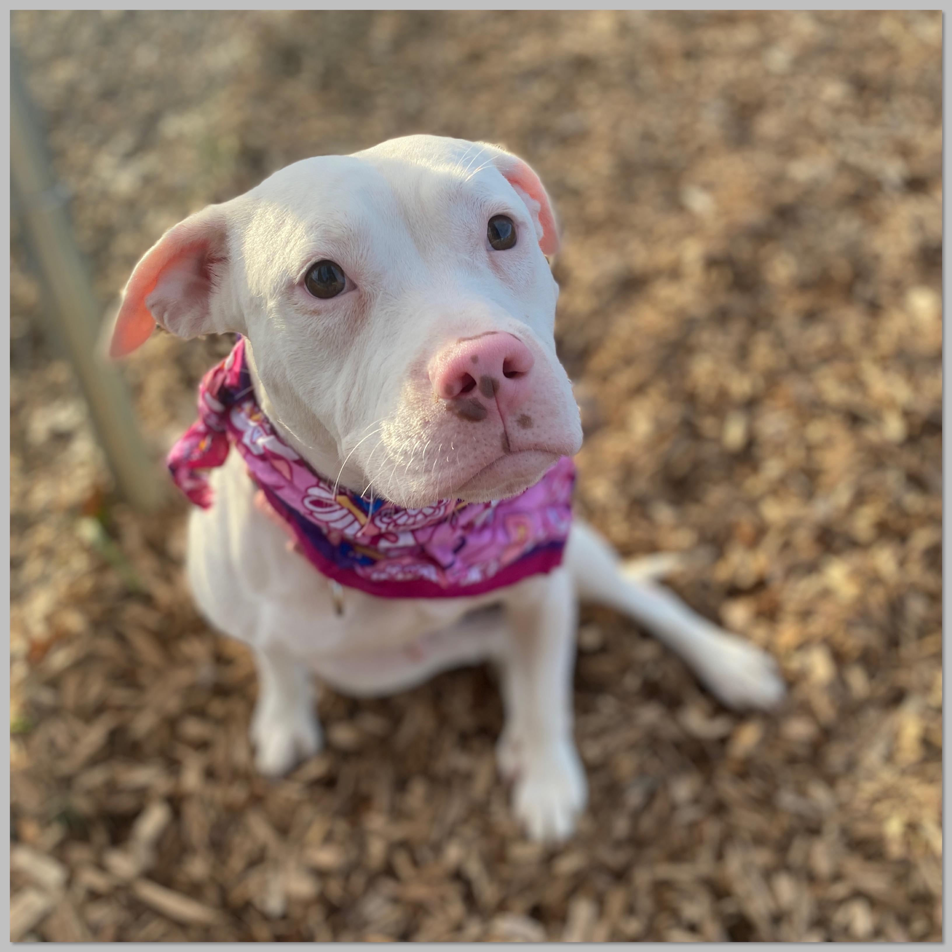 Enlarge Princess, a Adoptable mixed breed in Elyria, OH image 4/5
