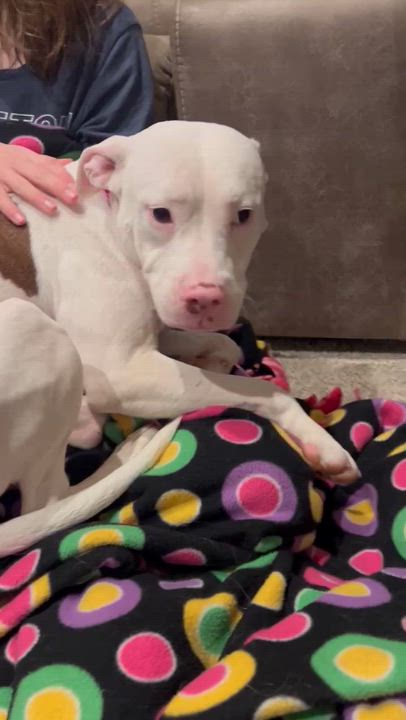 Enlarge Princess, an adopted mixed breed in Elyria, OH video 6/6