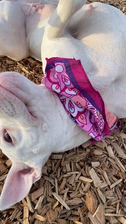 Enlarge Princess, a Adoptable mixed breed in Elyria, OH video 3/5