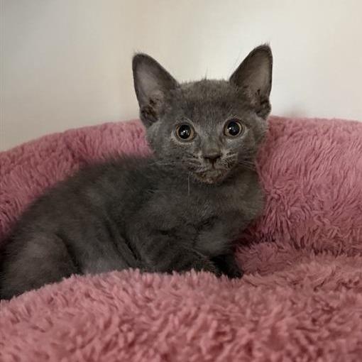 Enlarge Kebab, a Adoptable Domestic Short Hair in Phoenix, AZ image 1/1