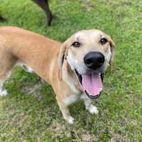 Michael, Adoptable, Adult Male Treeing Walker Coonhound & Hound.
