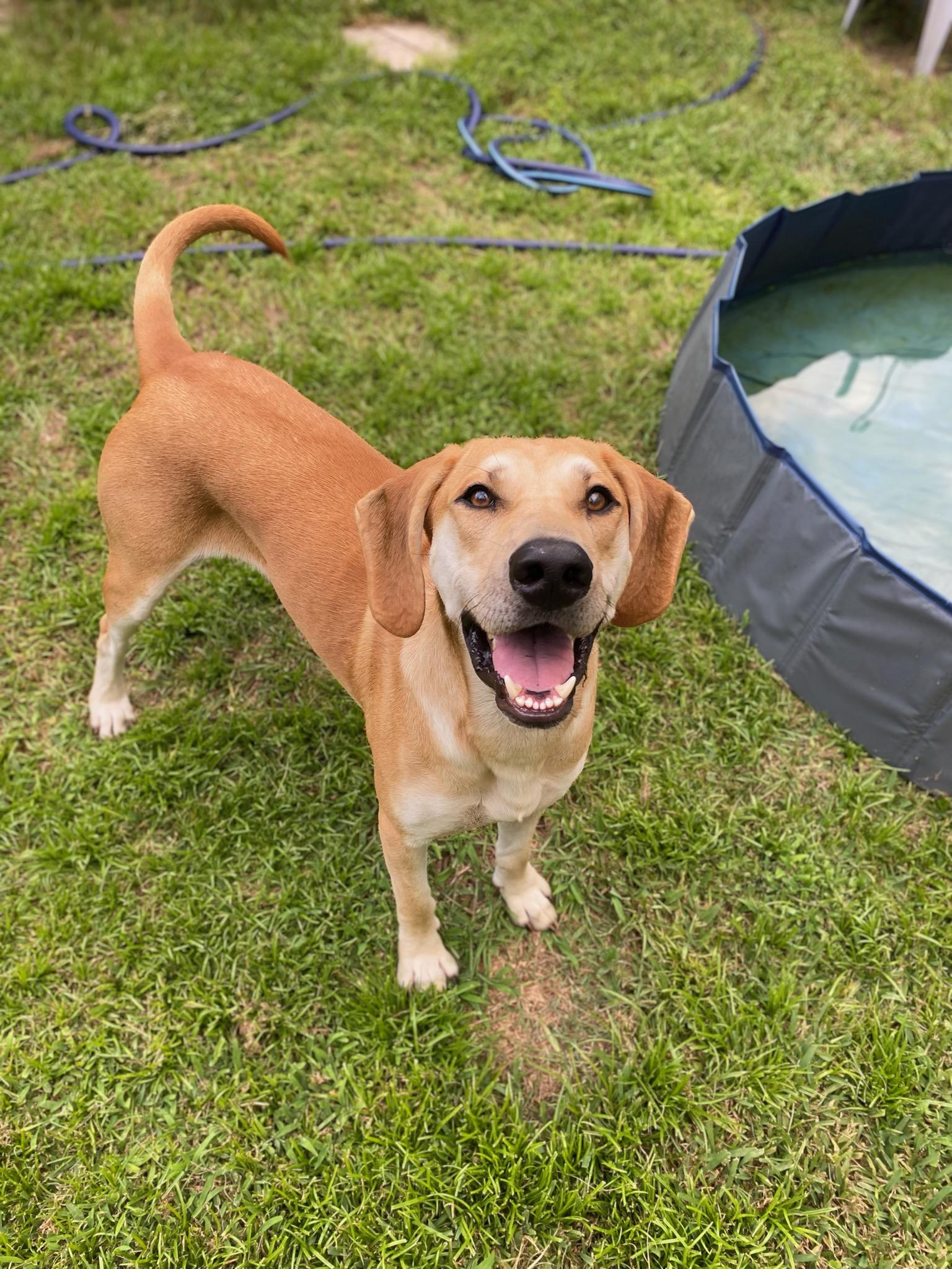 Michael, a Adoptable mixed breed in Burgaw, NC image 4/5