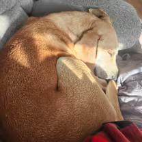 Michael, a Adoptable mixed breed in Burgaw, NC image 5/5