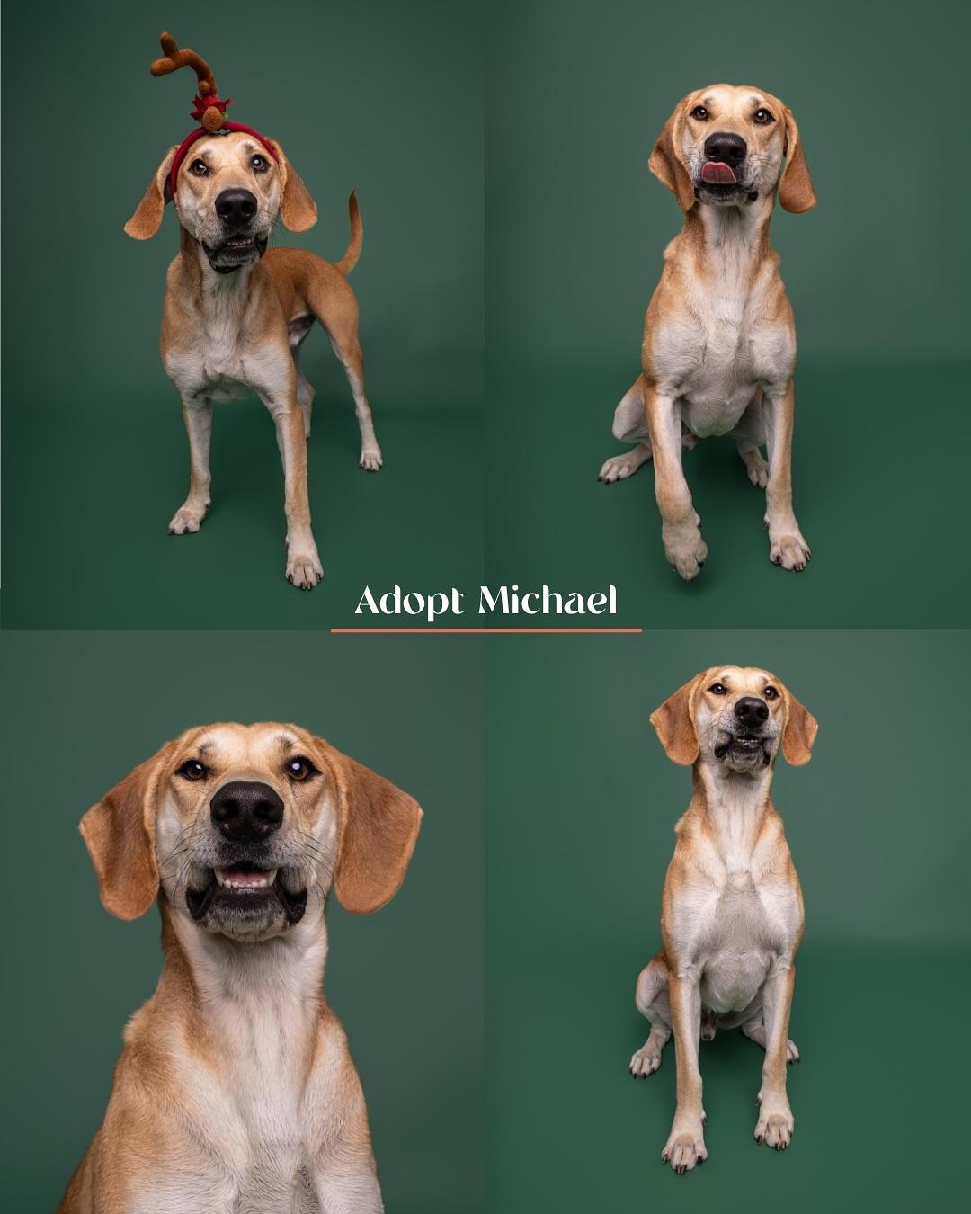 Michael, a Adoptable mixed breed in Burgaw, NC image 1/5