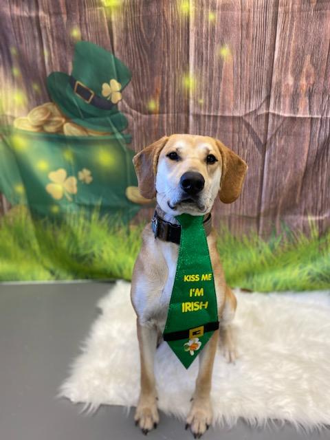 Michael, Adoptable, Adult Male Treeing Walker Coonhound & Hound.