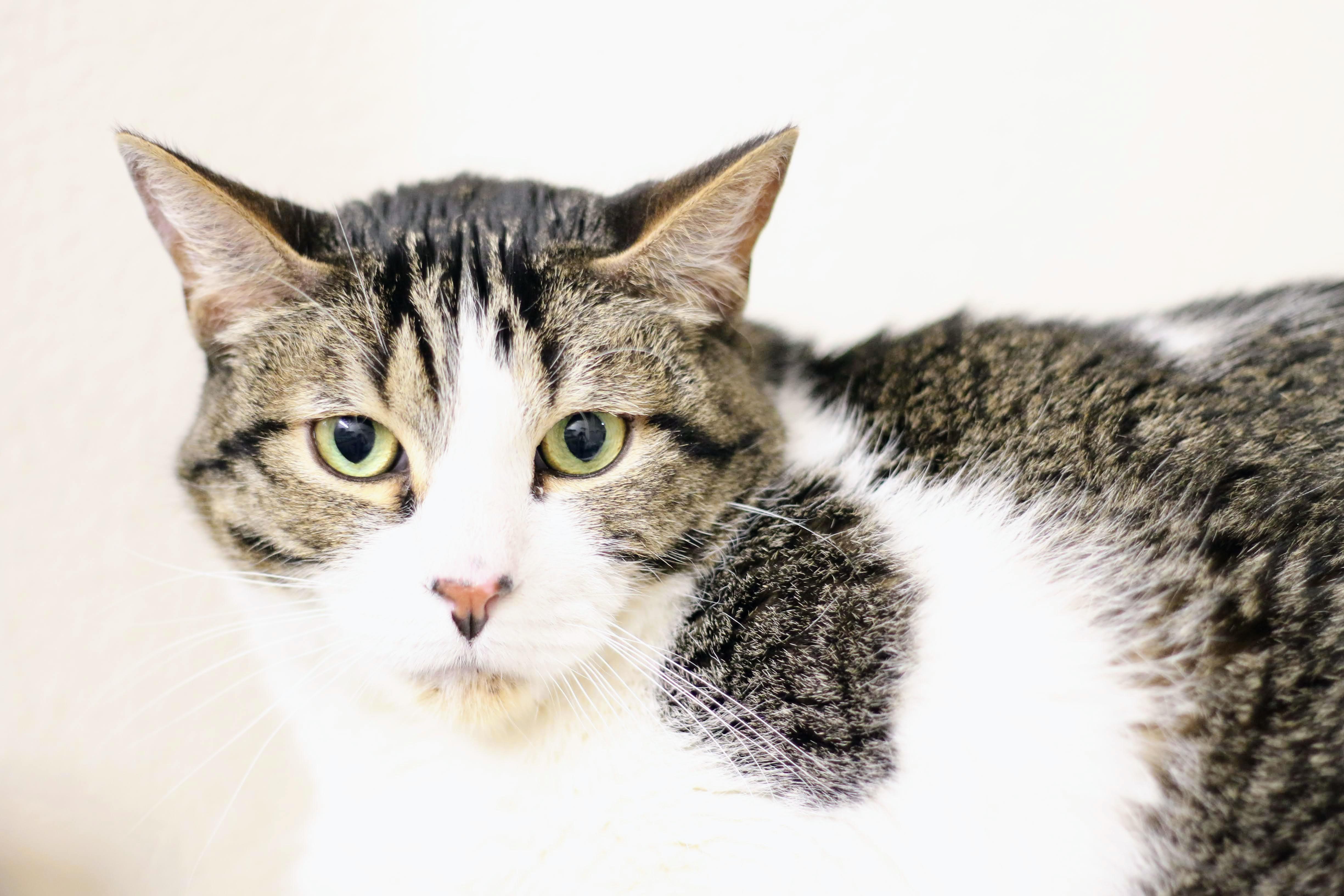 Mason, a ADOPTABLE Domestic Short Hair in Boise, ID image 2/3