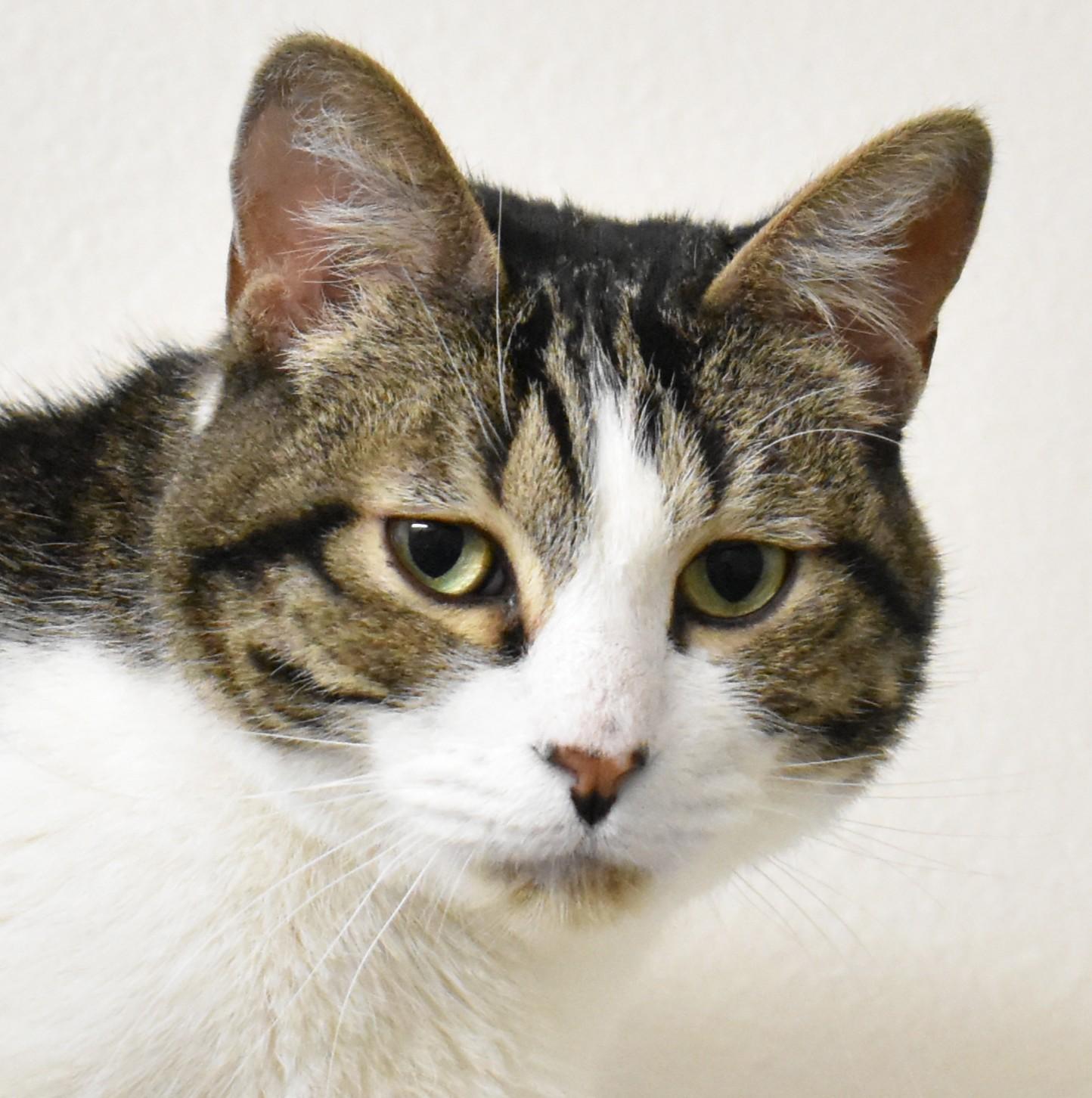 Mason, ADOPTABLE, Adult Male Domestic Short Hair.