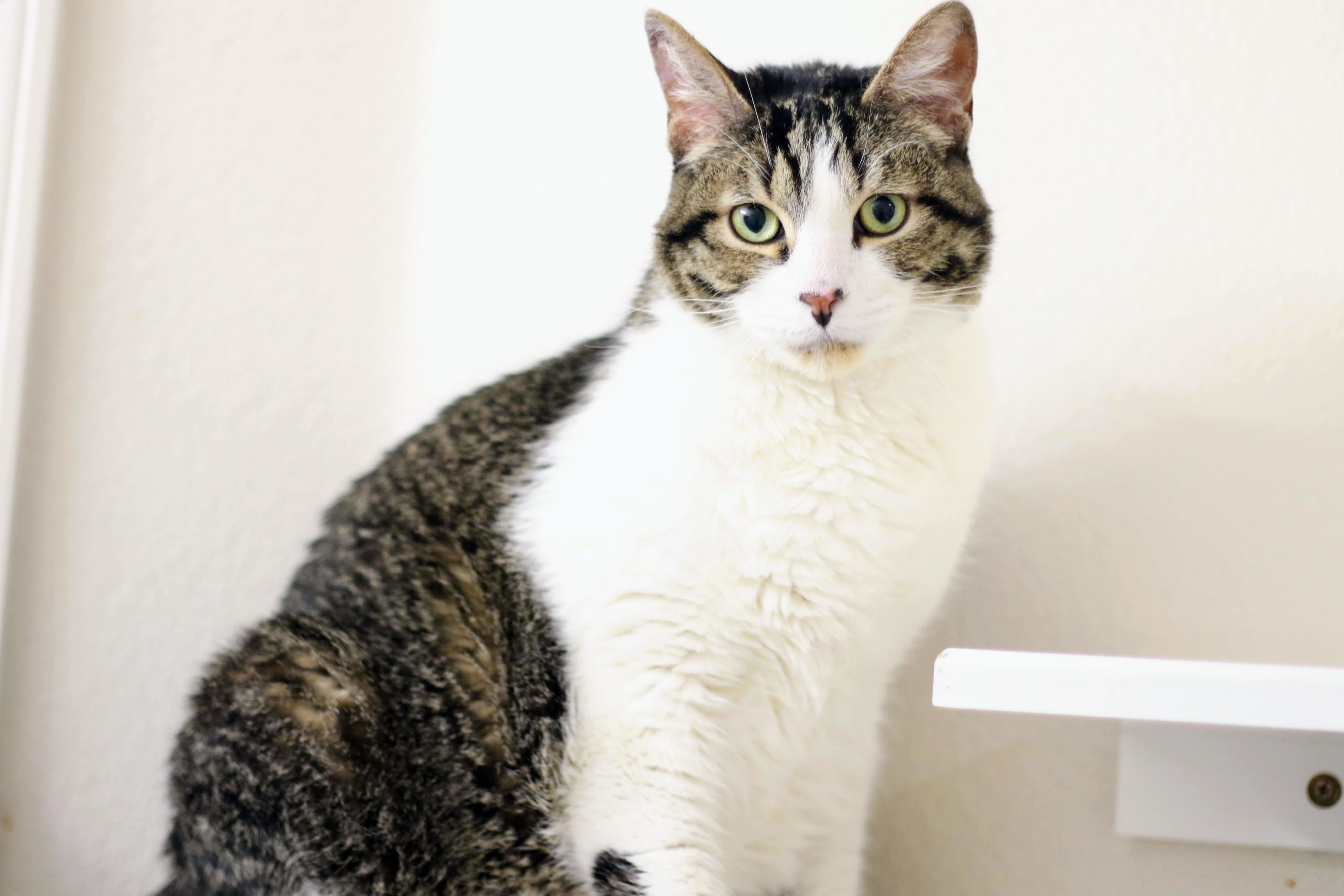 Mason, ADOPTABLE, Adult Male Domestic Short Hair.