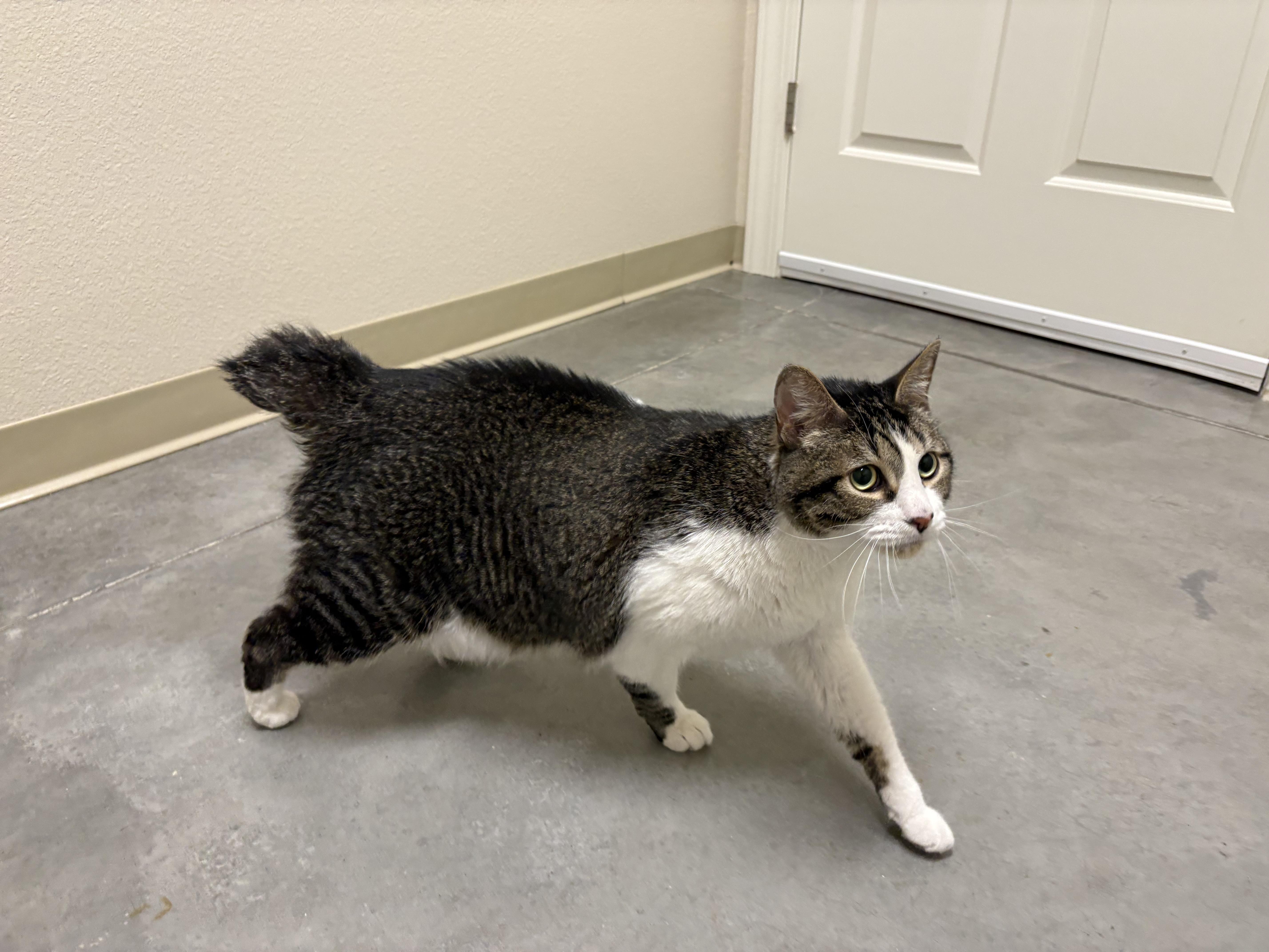 Mason, a ADOPTABLE Domestic Short Hair in Boise, ID image 3/3