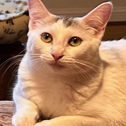 Titi, a Adoptable Domestic Short Hair in East Brunswick, NJ image 5/6