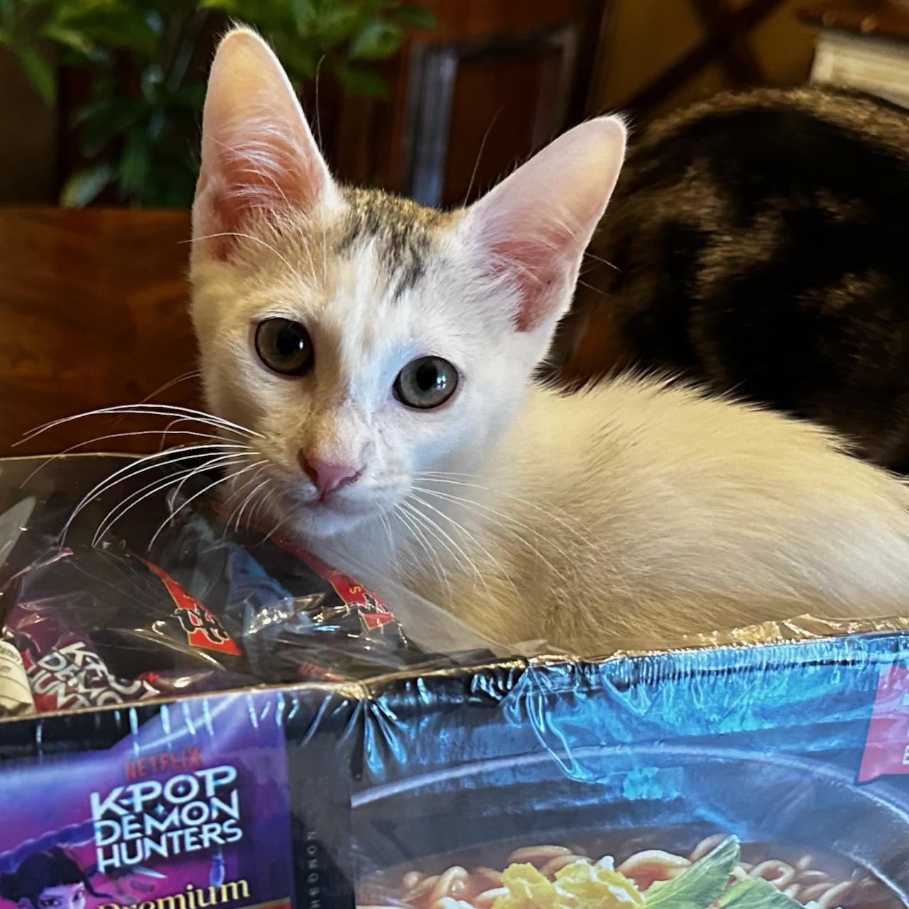 Titi, Adoptable, Kitten Female Domestic Short Hair.