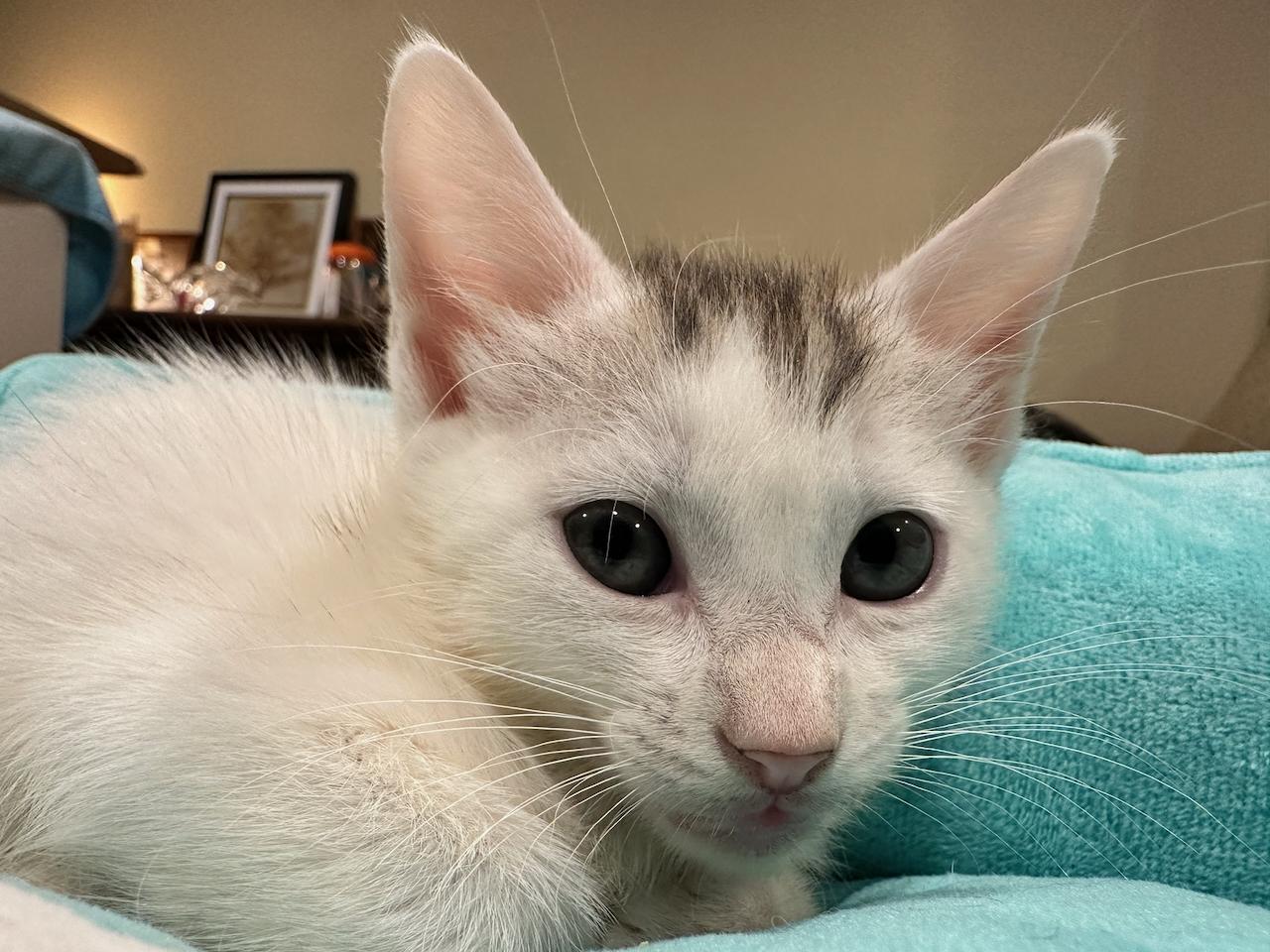 Enlarge Titi, a Adoptable Domestic Short Hair in East Brunswick, NJ image 6/6