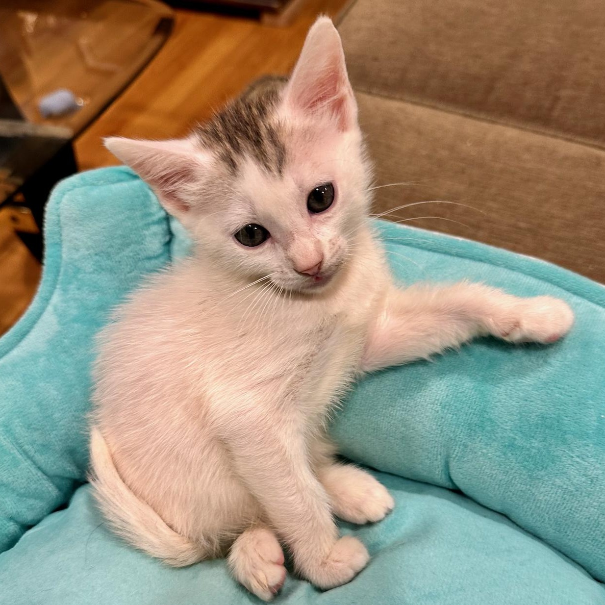 Enlarge Titi, a Adoptable Domestic Short Hair in East Brunswick, NJ image 2/6