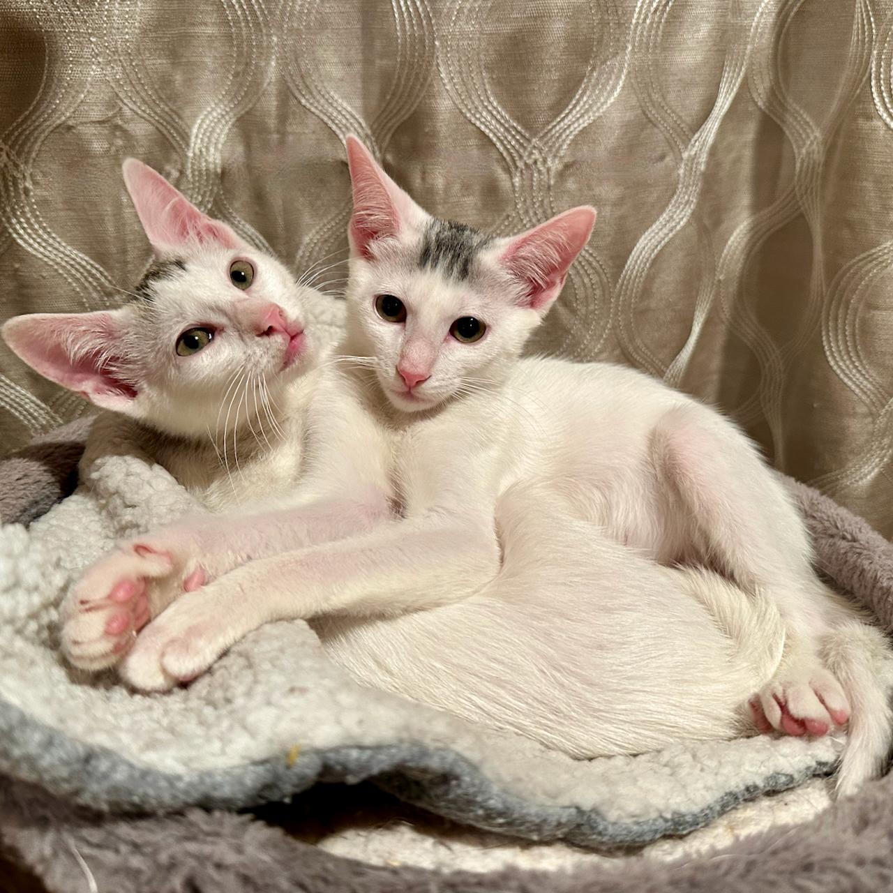 Enlarge Titi, a Adoptable Domestic Short Hair in East Brunswick, NJ image 5/6