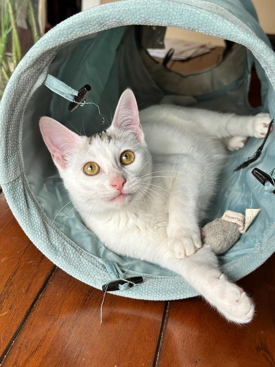 Titi, a Adoptable Domestic Short Hair in East Brunswick, NJ image 4/6