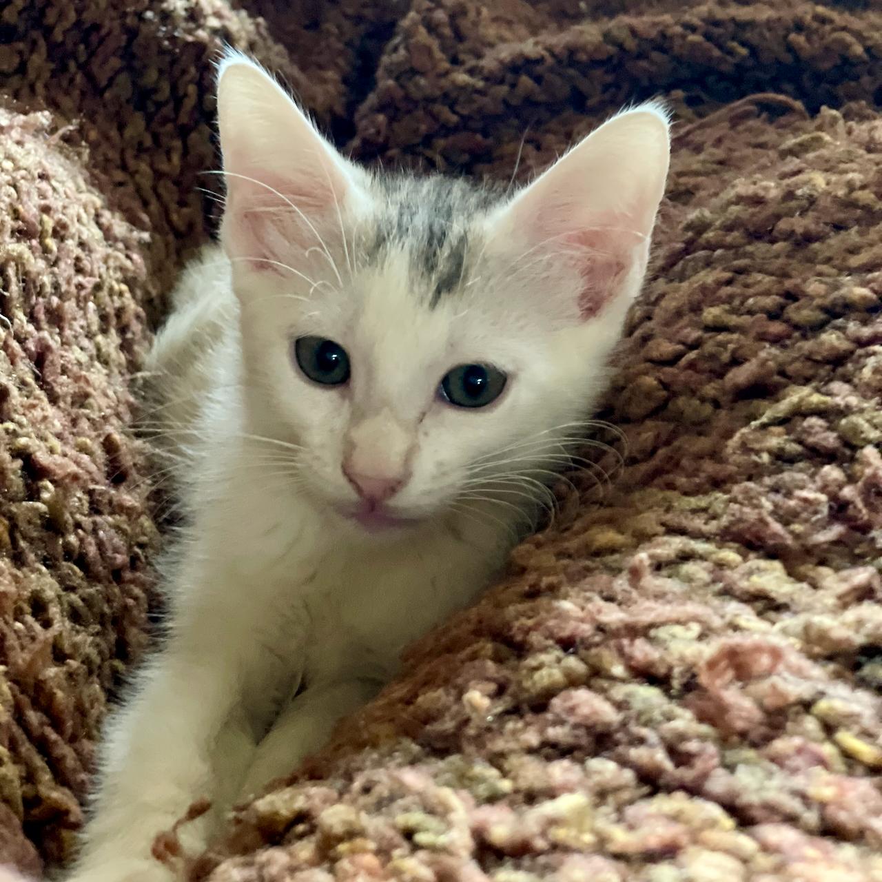 Enlarge Titi, a Adoptable Domestic Short Hair in East Brunswick, NJ image 3/6