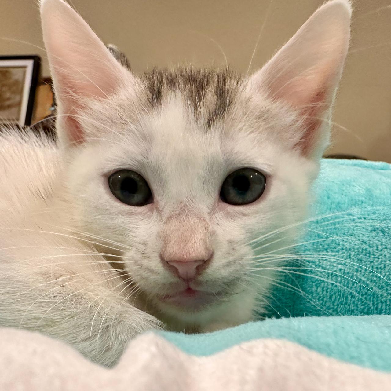 Enlarge Titi, a Adoptable Domestic Short Hair in East Brunswick, NJ image 4/6