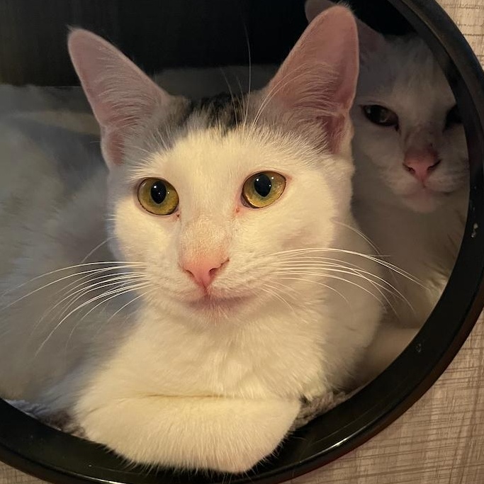 Titi, a Adoptable Domestic Short Hair in East Brunswick, NJ image 2/6