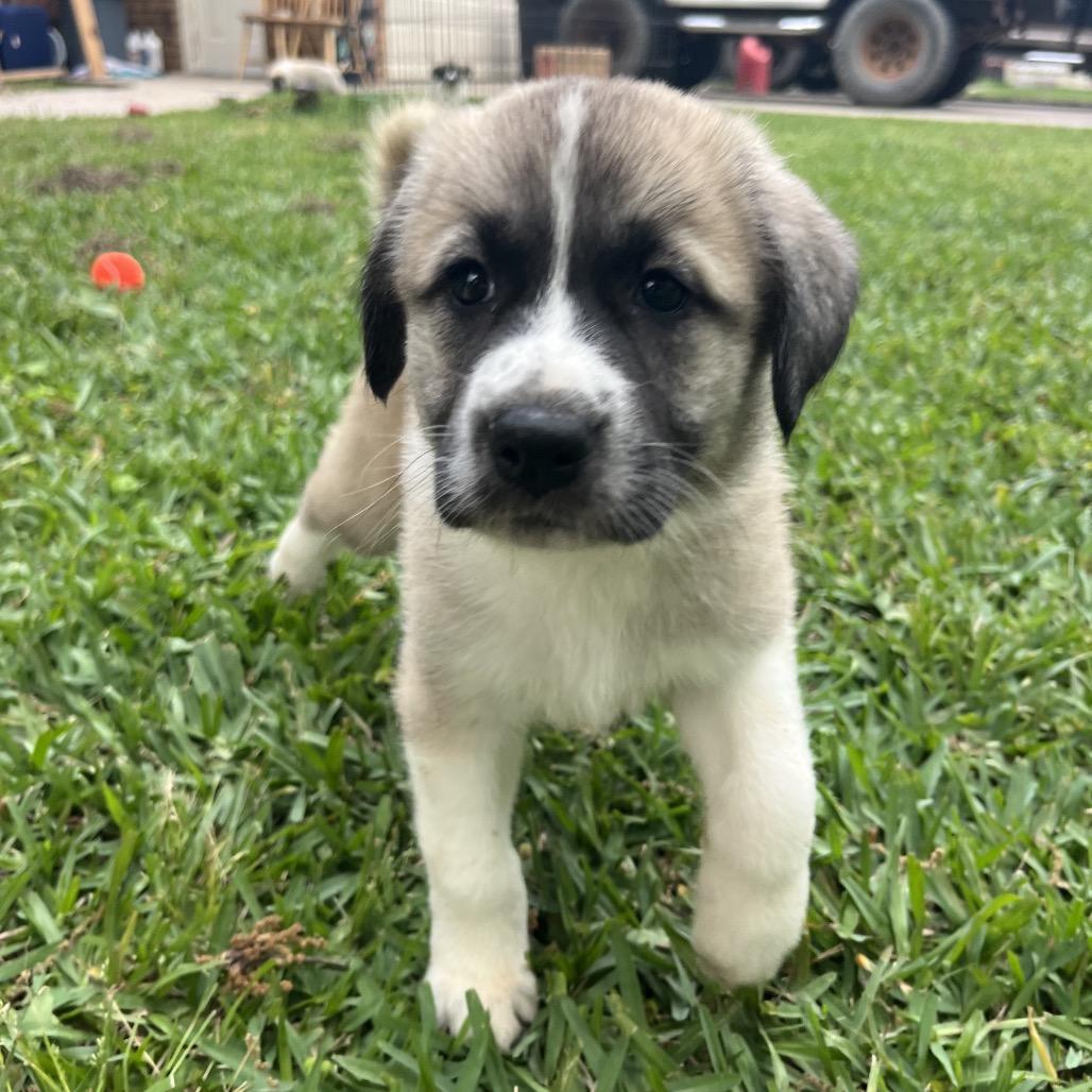 Maple, Adoptable, Puppy Female Great Pyrenees & Anatolian Shepherd.
