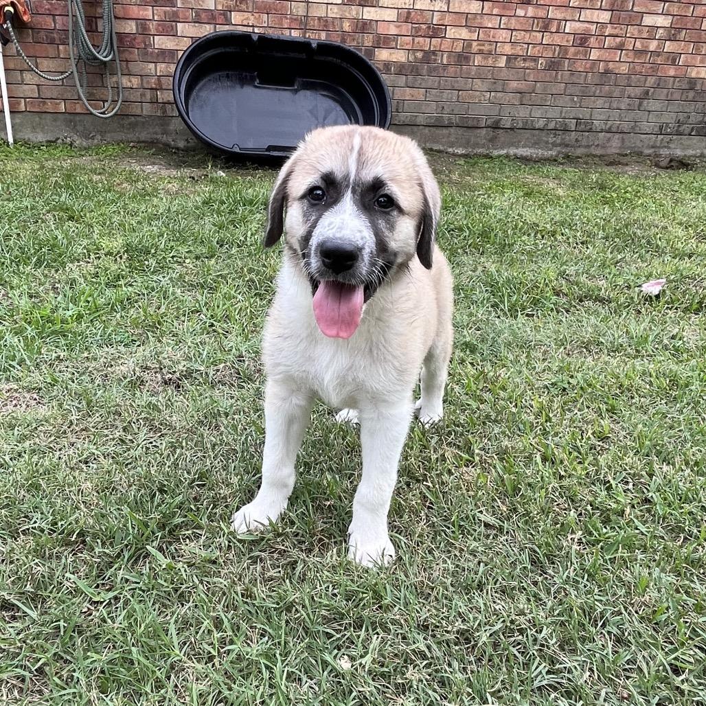 Enlarge Maple, a Adoptable mixed breed in Montgomery, TX image 2/6