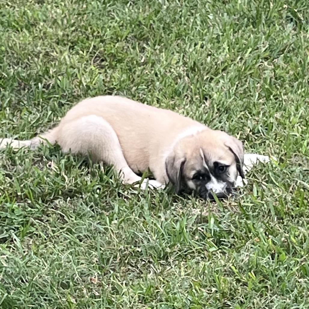 Enlarge Maple, a Adoptable mixed breed in Montgomery, TX image 3/6