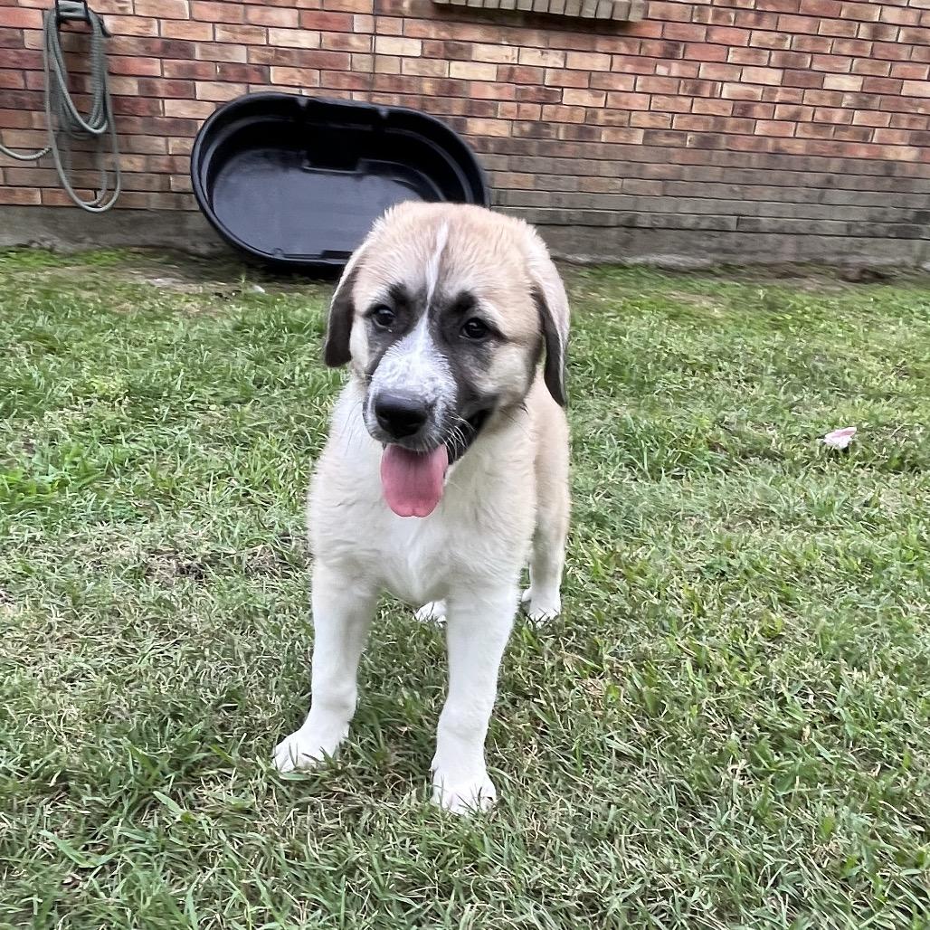 Enlarge Maple, a Adoptable mixed breed in Montgomery, TX image 4/6
