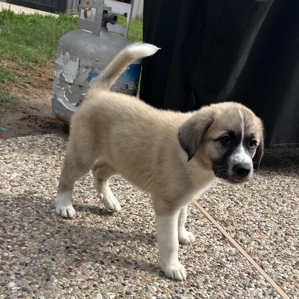 Enlarge Maple, a Adoptable mixed breed in Montgomery, TX image 2/3
