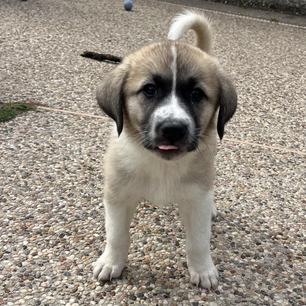 Enlarge Maple, a Adoptable mixed breed in Montgomery, TX image 3/3