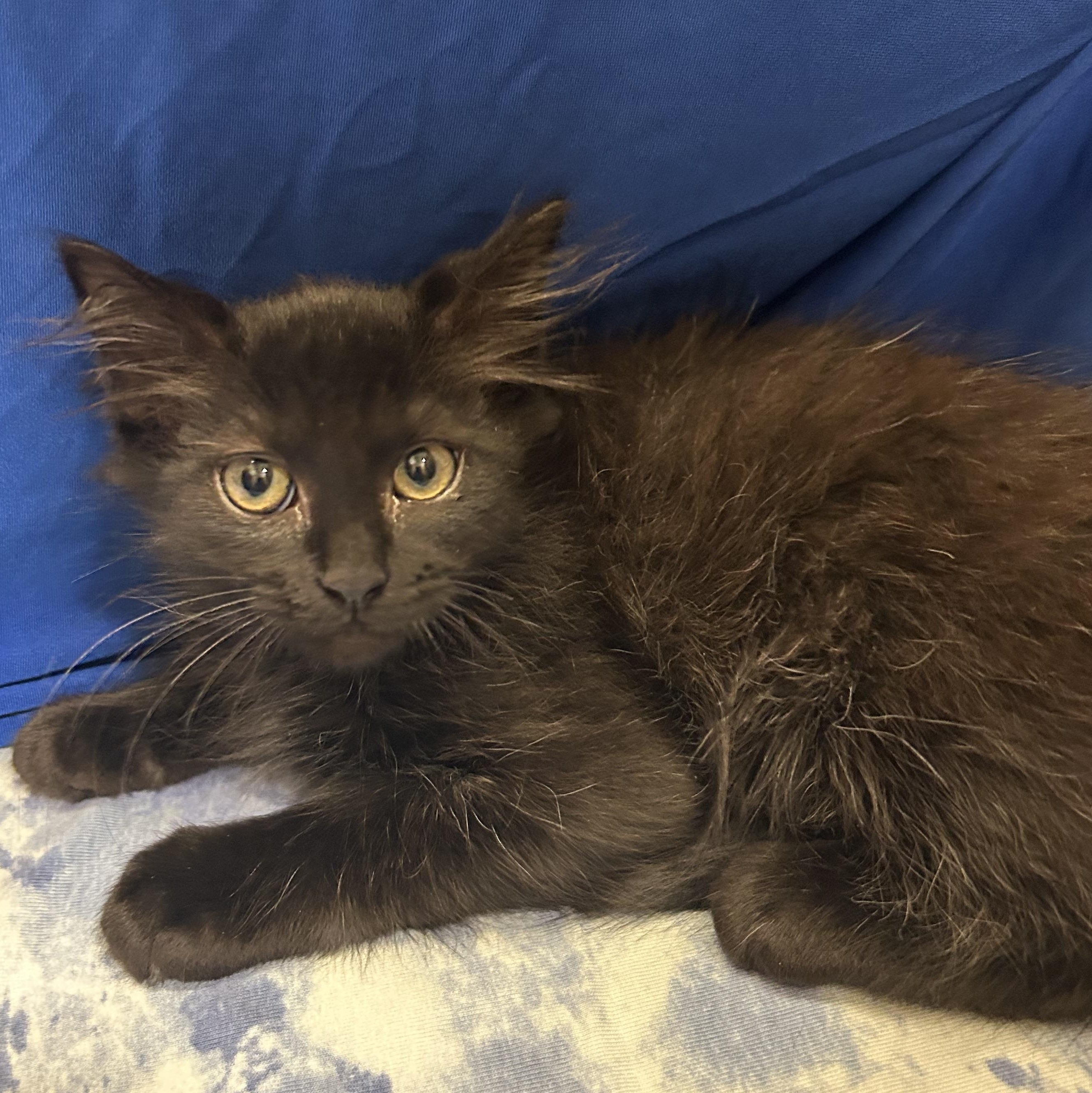 Tofu (Sushi, Miso), adopted, Kitten Male Domestic Medium Hair & Maine Coon.