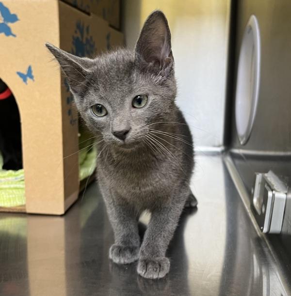 Grimm, Adoptable, Kitten Male Domestic Short Hair.