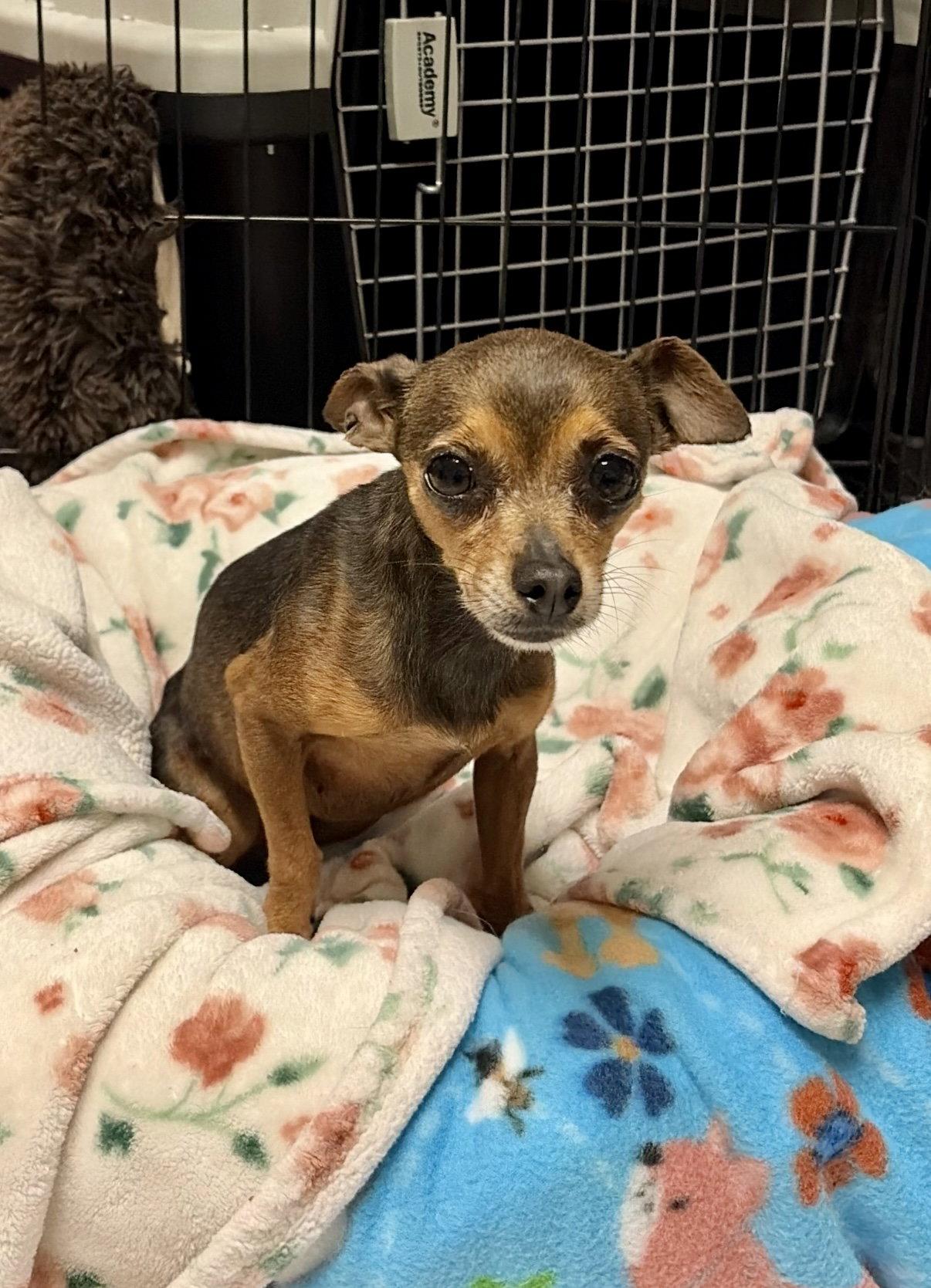 Roxy, Adopted, Adult Female Chihuahua.