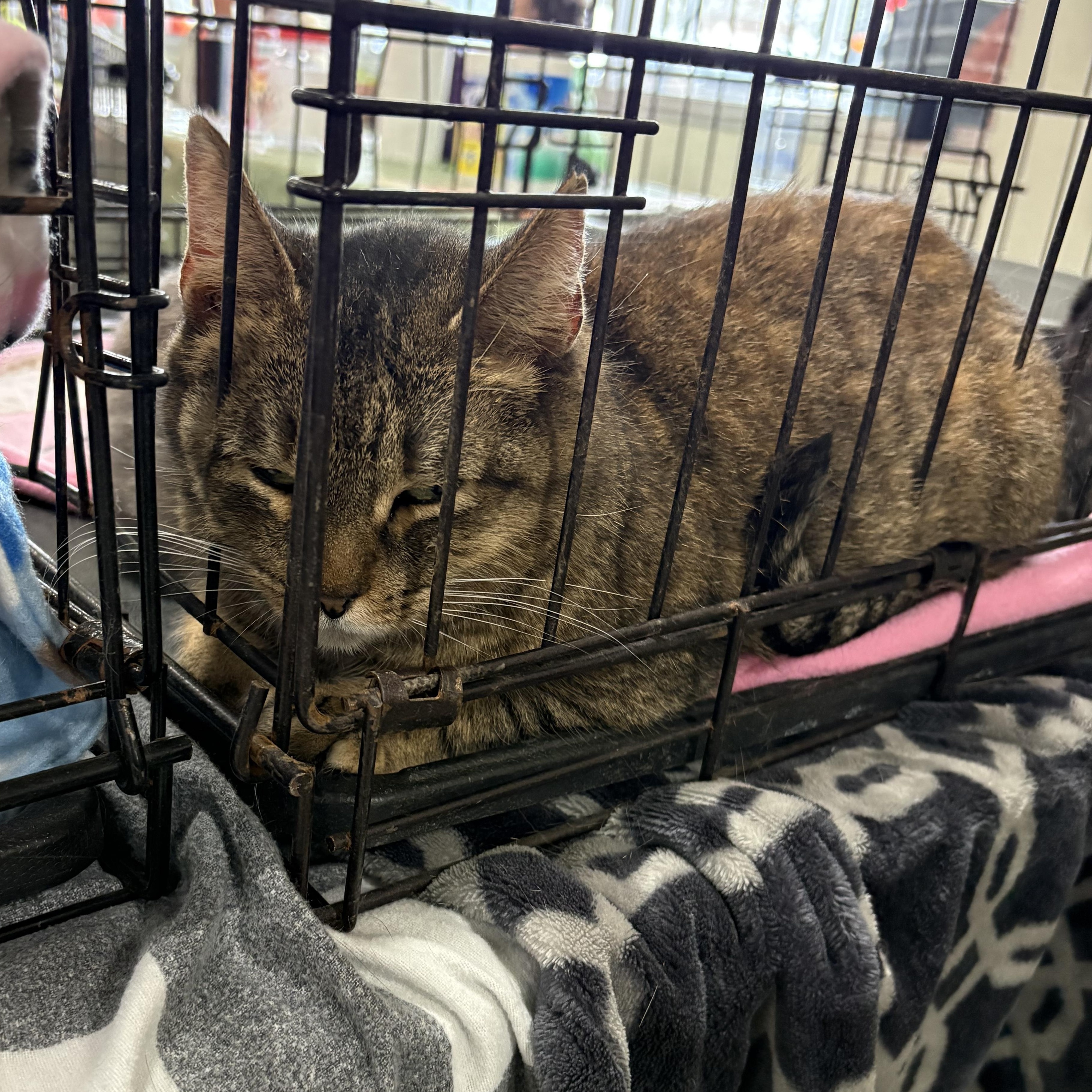 Enlarge Minnie, a ADOPTABLE Tabby in Coldwater, MI image 2/2